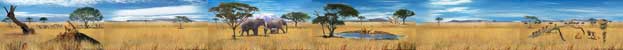 African Savannah RoomSet Backdrops