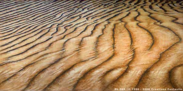 Backdrop EL003 Sand