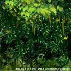 Backdrop EW 013 Enchanted Forest Header 1