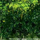 Backdrop EW 014 Enchanted Forest Header 2