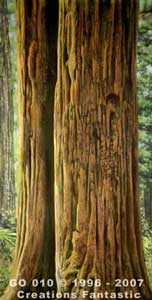 Backdrop GO010 The Great Outdoors Panel 1