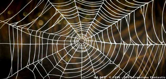 Backdrop Image: HA022 Spider Web 1